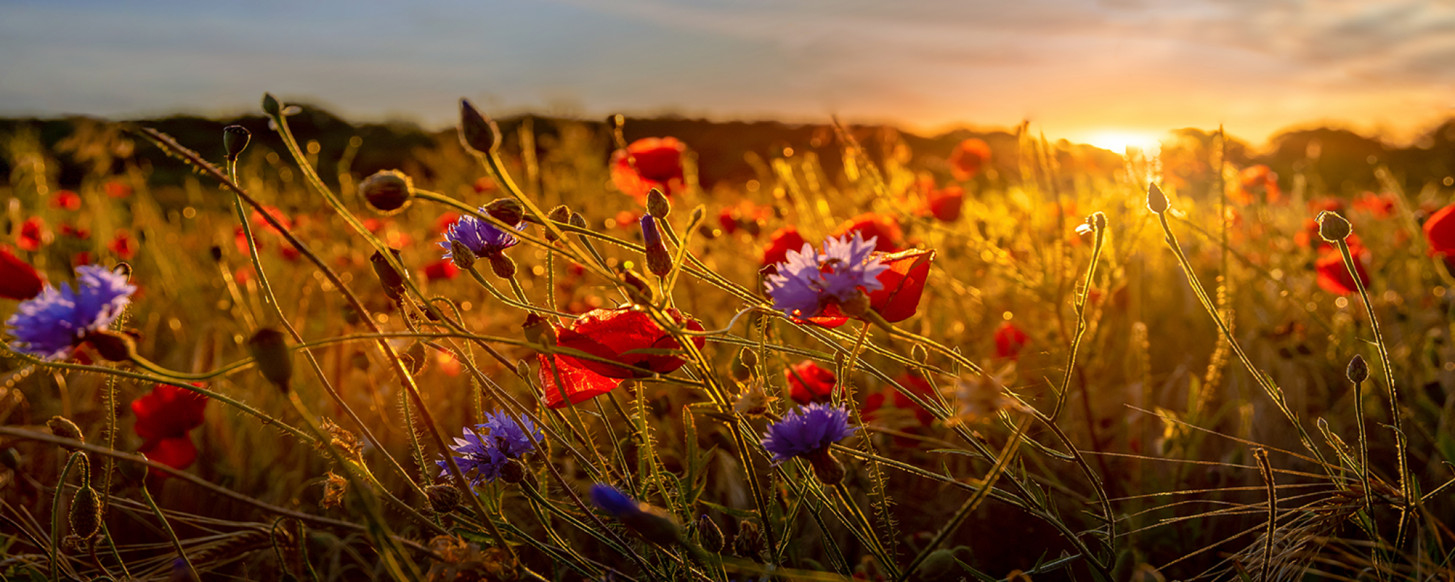 poppy field