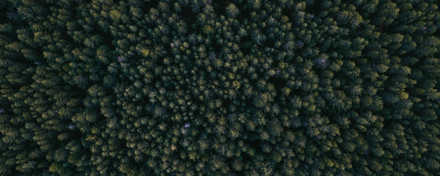 pexels-igrevsky-1310757.jpg