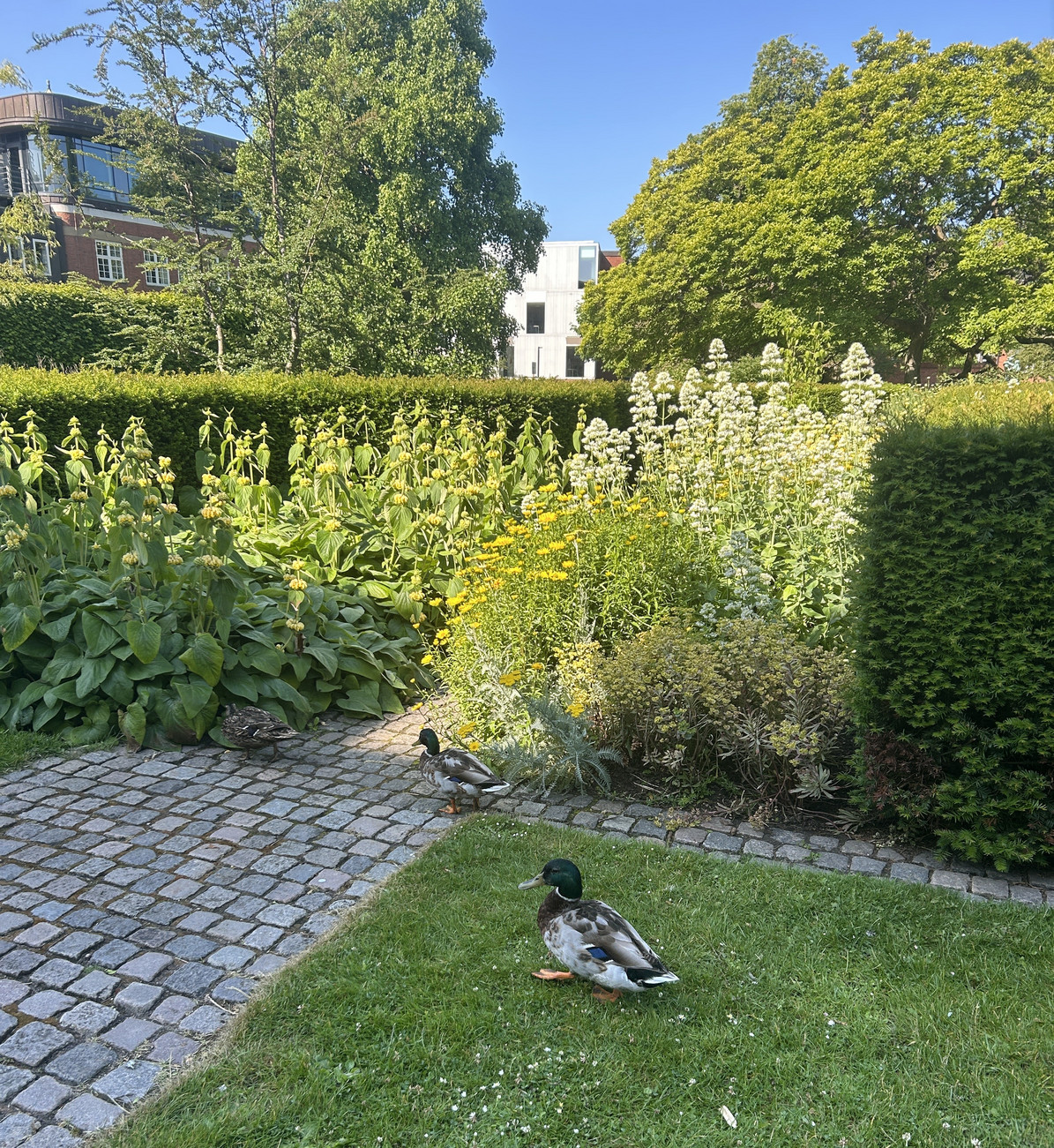 Ænder i Kongens Have.jpeg